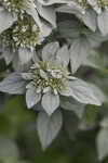 Whiteleaf mountainmint